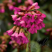 Бадан сердцелистный (Bergenia cordifolia `Shoeshine Rose`)