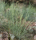 Овсяница валисская (Festuca valesiaca `Glaucantha`)