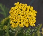 Тысячелистник обыкновенный (Achillea millefolium `Summer Gold`)