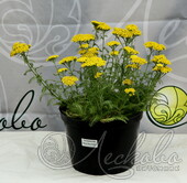 Тысячелистник обыкновенный (Achillea millefolium `Desert Eve Yellow`)