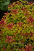 Спирея японская (Spiraea japonica `Double Play Red`)