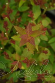 Спирея японская (Spiraea japonica `Double Play Doozie`)