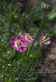 Анемона Лессера (Anemone Lessarii)