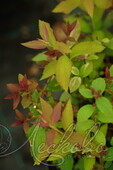 Спирея японская (Spiraea japonica `Caramel`)