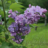 Сирень обыкновенная (Syringa vulgaris `Вечерняя Москва')