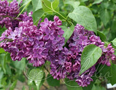 Сирень обыкновенная (Syringa vulgaris `Знамя Ленина')