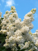 Сирень обыкновенная (Syringa vulgaris `Моник Лемуан')