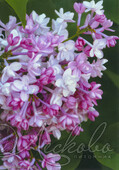 Сирень обыкновенная (Syringa vulgaris `Нина')