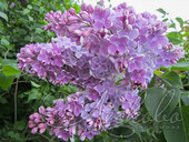 Сирень обыкновенная (Syringa vulgaris `Оля')