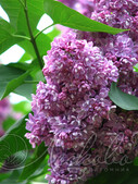 Сирень обыкновенная (Syringa vulgaris `Павлинка')