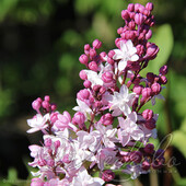 Сирень гиацинтовая `Свитхарт` (Syringa x hyacinthiflora `Sweetheart`)