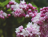 Сирень гиацинтовая (Syringa x hyacinthiflora `Фэнтази`)