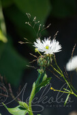 Василек горный (Centaurea montana `Alba`)