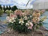 Гортензия метельчатая (Hydrangea paniculata `Bee Happy`)