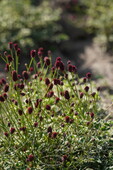 Кровохлебка лекарственная (Sanguisorba officinalis `Little Angel`)