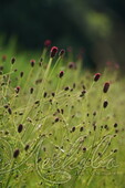 Кровохлебка лекарственная (Sanguisorba officinalis `Beetlewings`)
