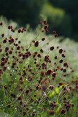 Кровохлебка лекарственная (Sanguisorba officinalis `Chocolate Тip`)