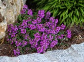 Тимьян ползучий (Thymus serpyllum `Purple`)