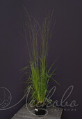 Молиния тростниковая (Molinia arundinacea `Windspiel`)
