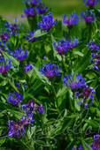 Василек горный (Centaurea montana)