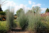 Бородач метельчатый (Andropogon scoparius)