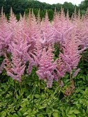 Астильба китайская (Astilbe chinensis `Heart and Soul`)