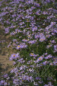 Астра крупнолистная (Aster macrophyllus `Twilight`)