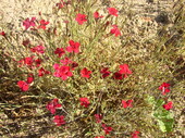 Гвоздика травянка (Dianthus deltoides)