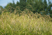 Коротконожка лесная (Brachypodium sylvaticum)