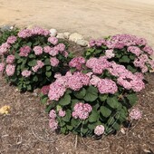 Гортензия древовидная (Hydrangea arborescens `Bella Ragazza Mauvette`)