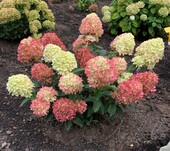 Гортензия метельчатая (Hydrangea paniculata `Little Love`)