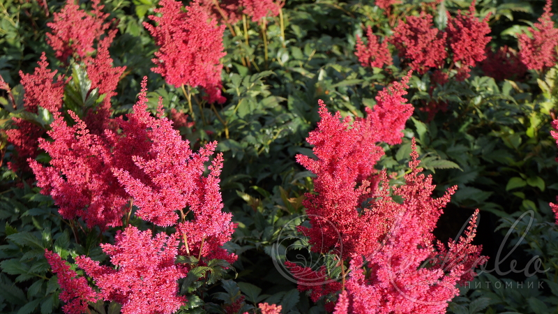 Цвет и форма цветков Астильбы Ред Сентинел