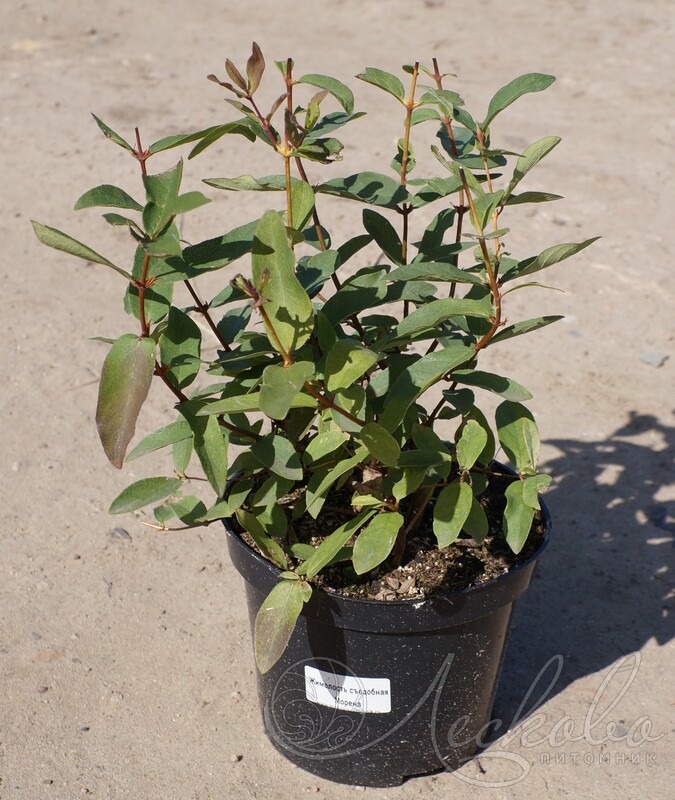 Жимолость съедобная (Lonicera edulis `Морена`) - Жимолость съедобная -Жимолость - Декоративные кустарники - По виду - Каталог -LESKOVO-PITOMNIK.ru