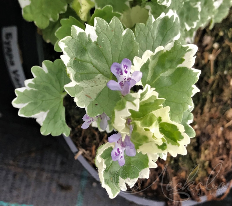 Будра плющевидная (Glechóma hederácea `variegata`). Будра плющевидная Glechoma hederacea. Будра плющевидная Вариегата / Glechoma hederacea "variegata". Будра плющевидная ВЕДЬМИНА трава. Будра вариегатная фото