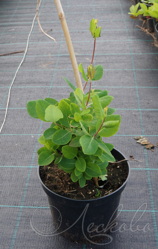 Жимолость Брауна ( Lonicera brownii `Dropmore Scarlet`) - Жимолость -кустарники декоративные - Библиотека - LESKOVO-PITOMNIK.ru