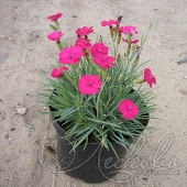 Гвоздика серовато-голубая (Dianthus gratianopolitanus `Badenia`)