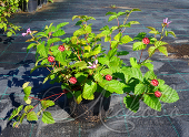 Княженика обыкновенная (Rubus arcticus)