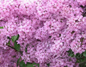 Сирень китайская (Syringa х chinensis)