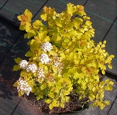 Спирея Ван-Гутта (Spiraea vanhouttei` Gold Fountain`)