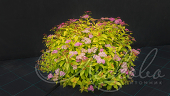 Спирея японская (Spiraea japonica `Goldflame`)