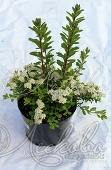 Спирея ниппонская (Spiraea nipponica `Snowmound`)