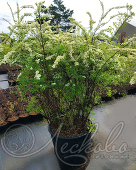 Спирея серая (Spiraea cinerea `Grefsheim`)