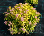 Спирея японская (Spiraea japonica `Golden Princess`)