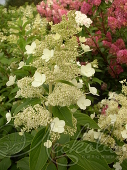 Гортензия метельчатая (Hydrangea paniculata `Kyushu`)