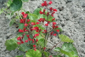 Гейхера кроваво-красная (Heuchera sanguinea `Leeuchtkafer`)