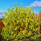 Дерен столонный (Cornus stolonifera)