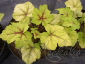 Гейхерелла гибридная (Heucherella × hybridа `Stoplight`)