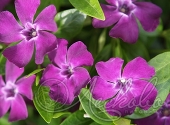 Барвинок малый (Vinca minor `Atropurpurea`)