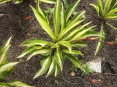 Хоста гибридная (Hosta х hybrium `Cherry Berry`)