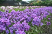 Флокс метельчатый (Phlox paniculata `Blue Paradise`)